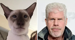 Cijeli se internet smije mačku koji je pojeo osu pa izgledao kao Ron Perlman