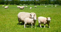 Radnicima na Kosovu dosadilo kositi travu pa su zaposlili - ovce