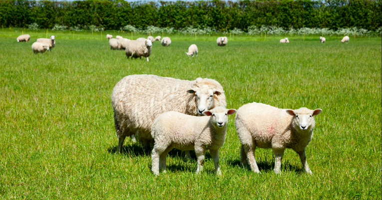 Radnicima na Kosovu dosadilo kositi travu pa su zaposlili - ovce