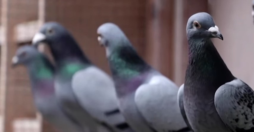 Ovo je najskuplji golub na svijetu, prodan je za 1,6 milijuna eura