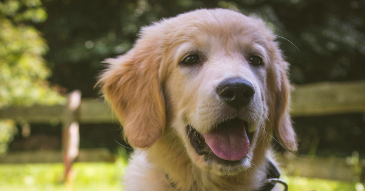 Četiri pasmine slične zlatnim retriverima koje se manje linjaju