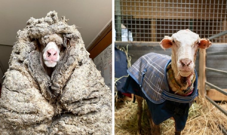 Ljudi ne mogu vjerovati kako izgleda ovca koja nije šišana 5 godina