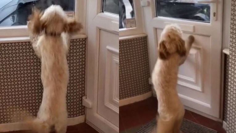 Pas rastopio internet zbog načina na koji dočekuje svoje vlasnike kad se vrate kući
