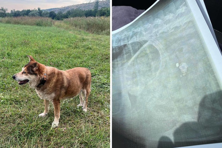 Pas upucan zračnom puškom u Kninu. Vlasnica: Tu živi i puno male djece