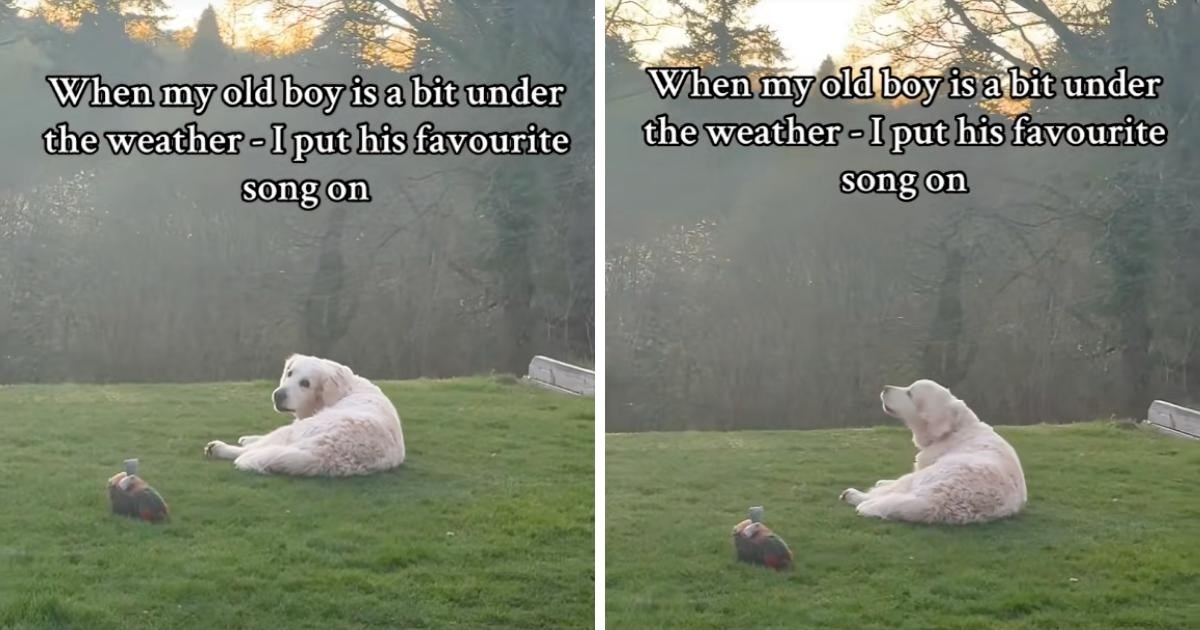 Svaki put kad je tužan, vlasnica psu pusti omiljenu pjesmu. On odmah postaje sretniji