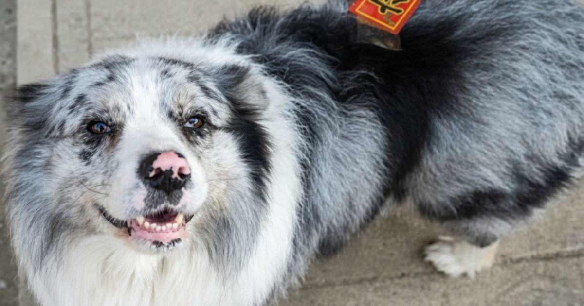 U Kini ukraden Border Collie s 1,5 milijuna pratitelja. "Prodan je restoranu"