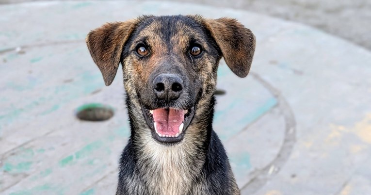 Mata traži odgovorne udomitelje: Vraćen je u sklonište jer je bio previše živahan