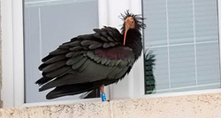 Volonteri misle da je smrt ćelavog ibisa u Hrvatskoj sumnjiva: "Ne bi bilo prvi put"
