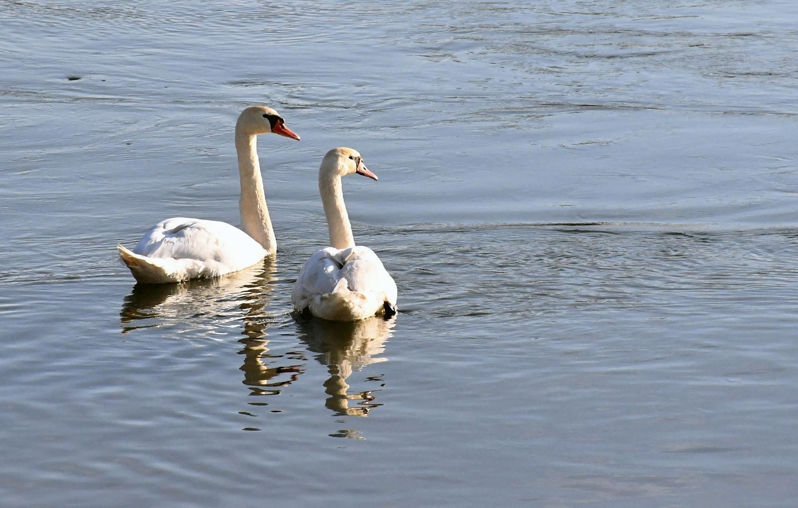 Par labudova u Slavonskom Brodu uživao u sunčanom danu