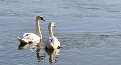 Par labudova u Slavonskom Brodu uživao u sunčanom danu