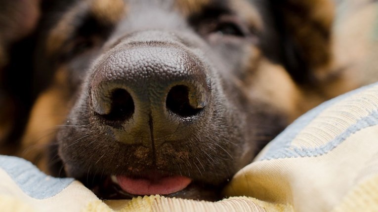 Znanstvenici otkrili trebate li se zabrinuti ako je psu nos hladan na dodir