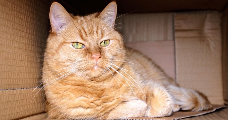 Bivša djelatnica veterinarske ordinacije: "Ovo nikad ne bih dopustila svojim mačkama"