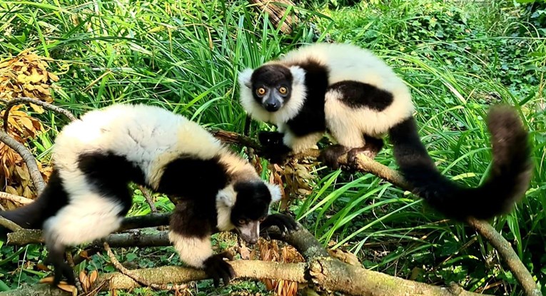 Zagrebački zoološki vrt poziva građane da upoznaju lemure