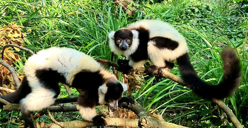 Zagrebački zoološki vrt poziva građane da upoznaju lemure
