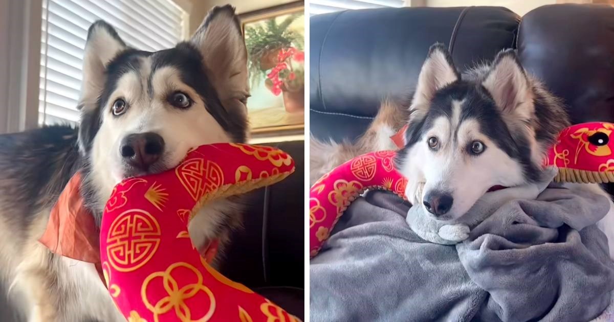 Ženka haskija koja gleda film uz svoju omiljenu igračku uljepšat će vam dan