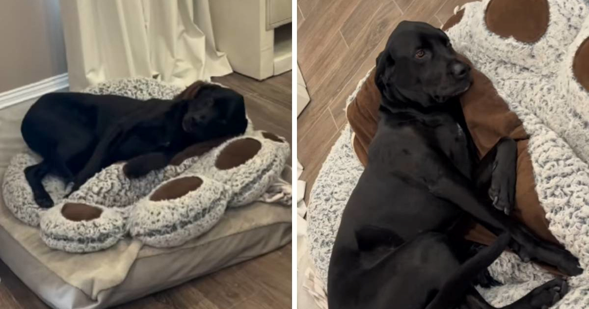 Labrador se pravio mrtav kako bi izbjegao kupanje, vlasnik ga snimio