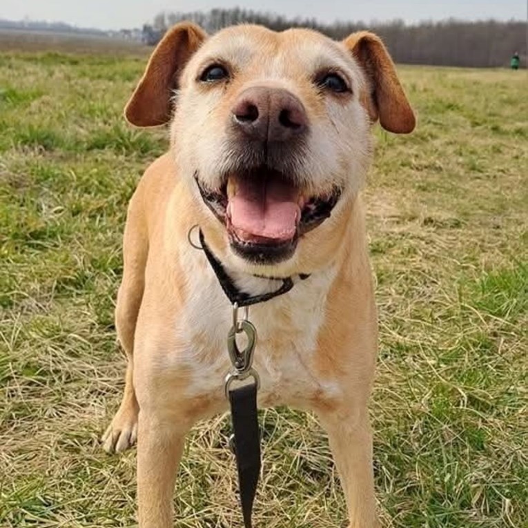Runi je vraćen u sklonište u zlatnim godinama, sada traži novu obitelj