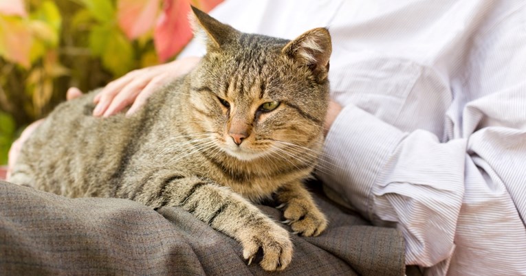 Odobren lijek protiv osteoartritisa za ostarjele mace