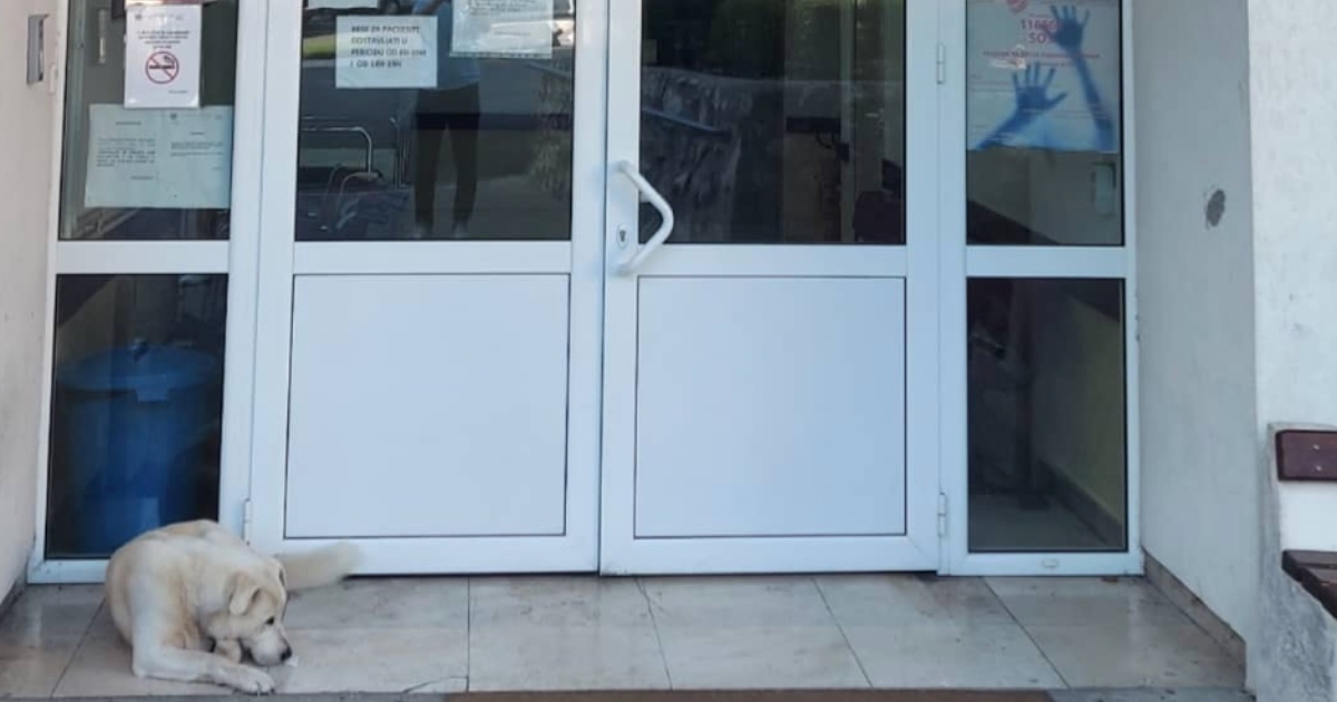 Pas danima leži ispred bolnice u Crnoj Gori i čeka svog vlasnika koji je na liječenju