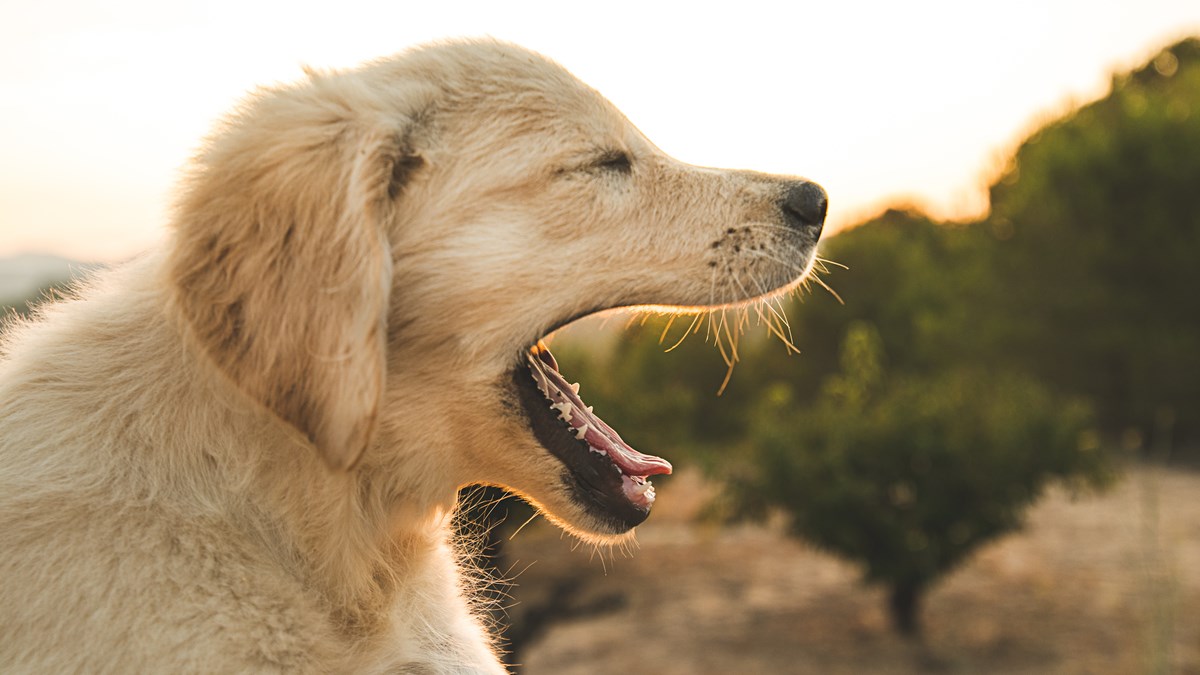 Znate li zašto vaš pas zijeva?