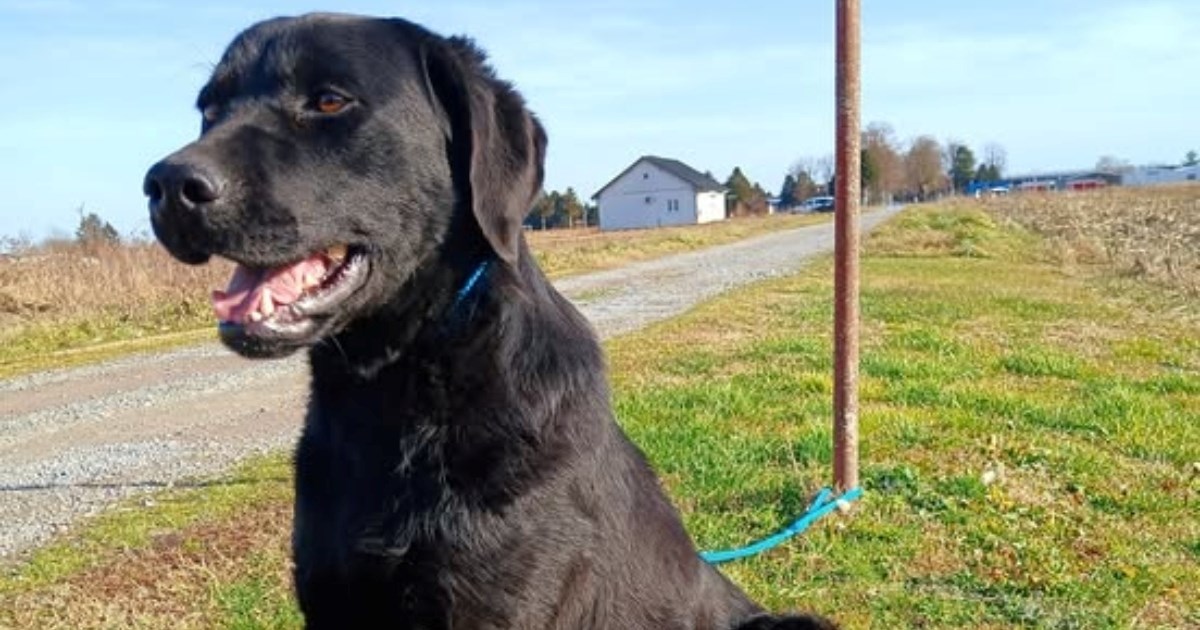 Šeli traži dom: Umiljata, mirna i savršena za obitelj s djecom