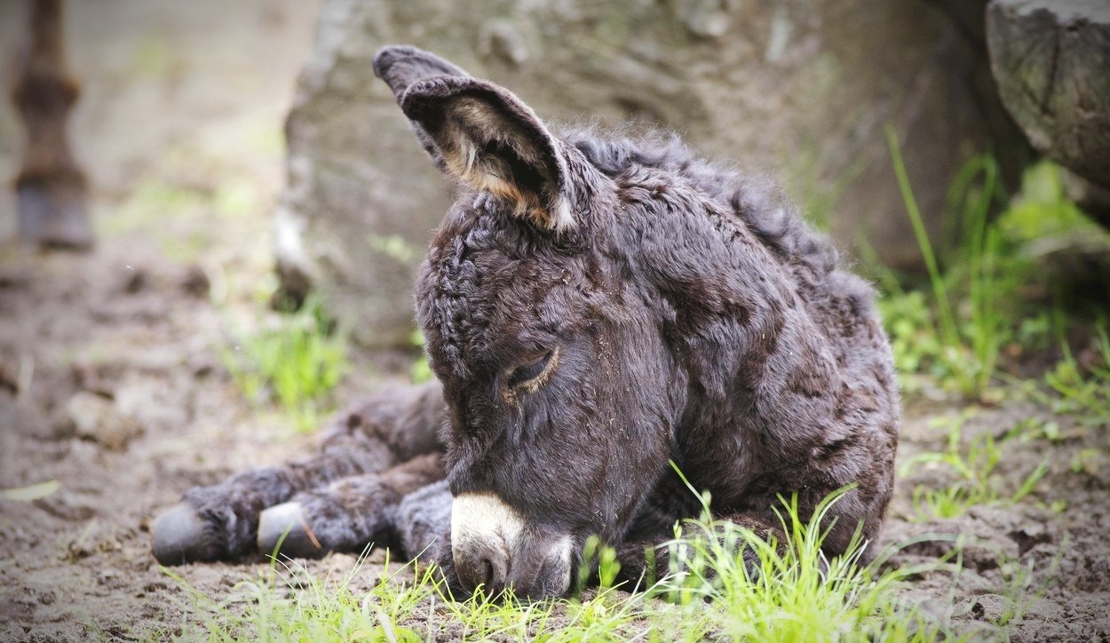 Vlasnik OPG-a s Dugog otoka: Monstrum je vezao tek rođenog magarca za majku i ubio ga