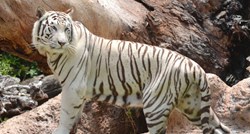 Rijetki bijeli tigar ubio čovjeka u zoološkom vrtu u Japanu