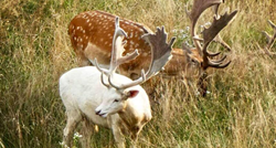 U blizini Karlovca snimio nevjerojatno rijetkog bijelog jelena