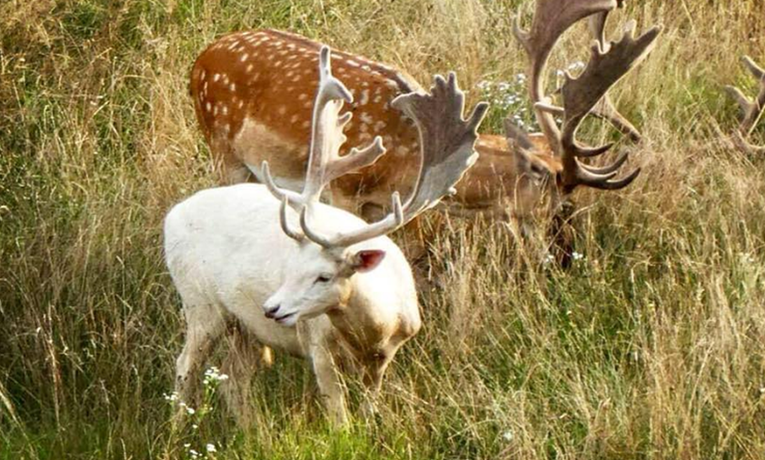 U blizini Karlovca snimio nevjerojatno rijetkog bijelog jelena