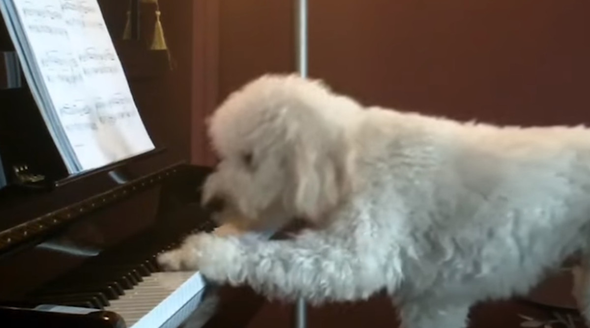 VIDEO Ovi su ljubimci zabavu pronašli u vrlo čudnim aktivnostima