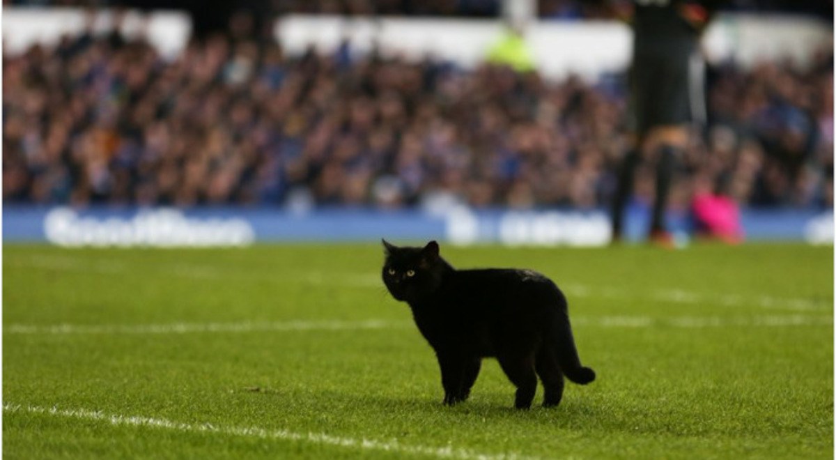 Crna mačka uletjela na teren usred utakmice pa postala najveći hit Premier lige
