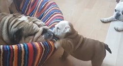 Slatko štene pokušava probuditi pospanu mamu, no njoj se baš ne ustaje