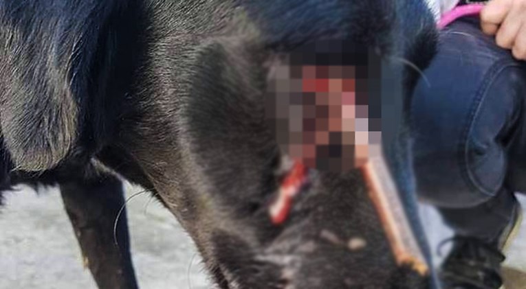 UZNEMIRUJUĆE U Negoslavcima kraj škole pronađen pas s granom u oku