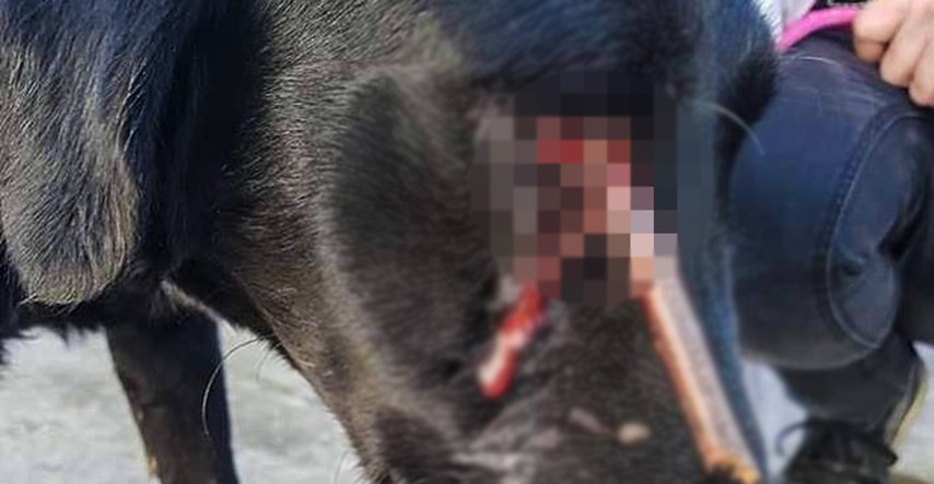 UZNEMIRUJUĆE U Negoslavcima, kraj škole pronađen pas s granom u oku