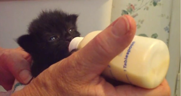 VIDEO Ova je maca pokorila internet svojom reakcijom na hranu iz bočice