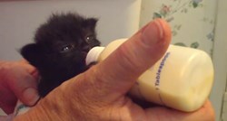 VIDEO Ova je maca pokorila internet svojom reakcijom na hranu iz bočice