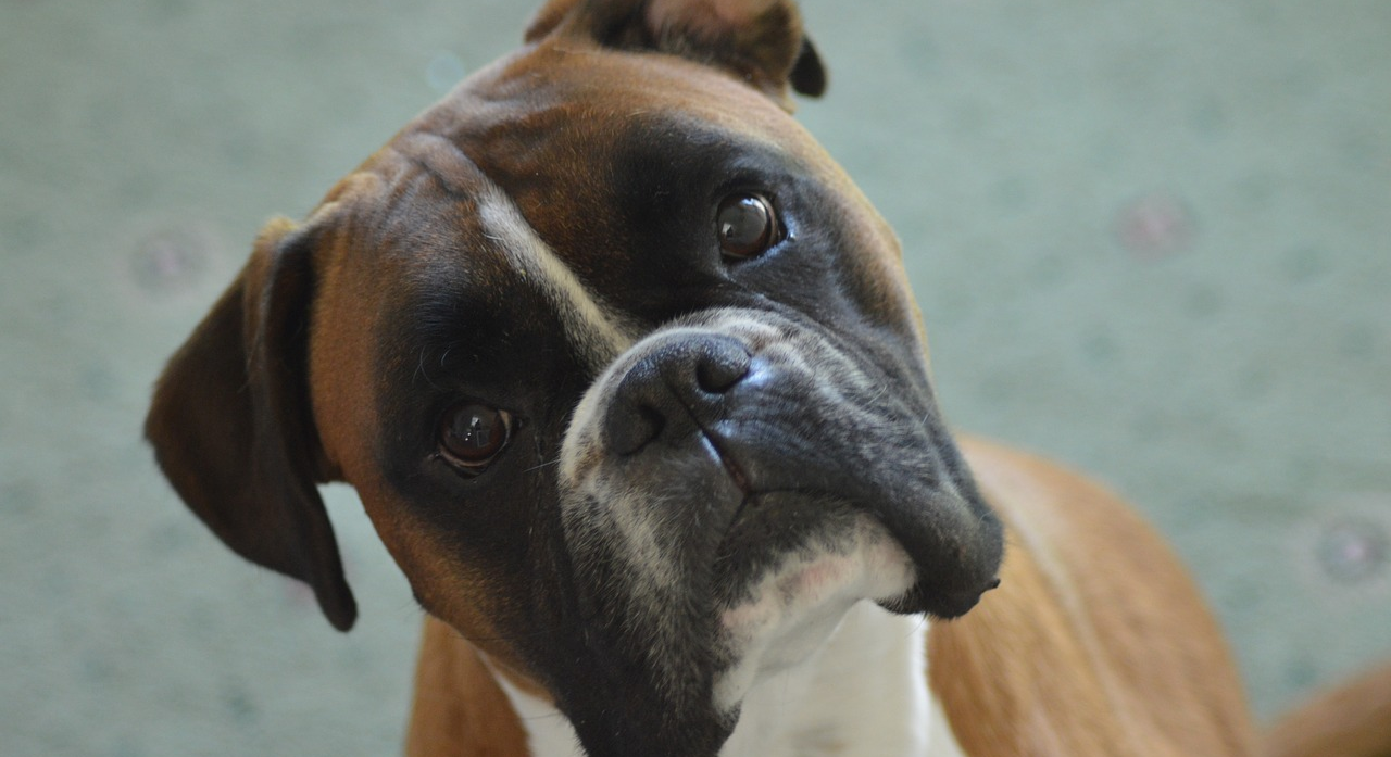 Smiješni bokser nije htio na kupanje, zainteresirao se tek kad je čuo ovu riječ