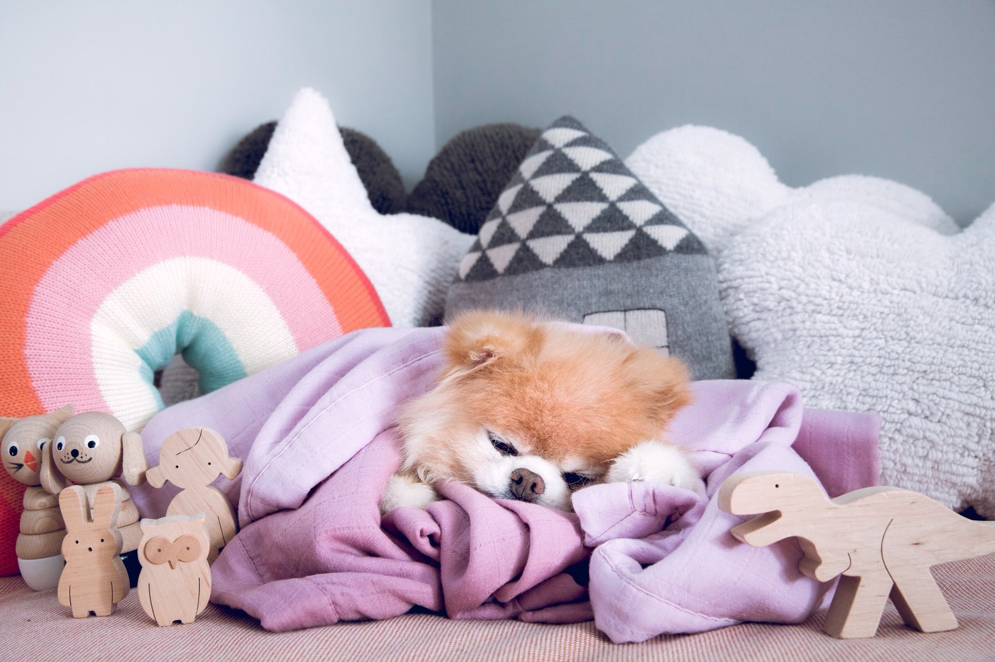 Uginuo Boo: Najpoznatiji pas na svijetu kojeg je pratilo 16 milijuna ljudi