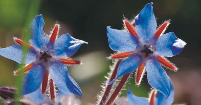 Upoznajte brojne blagodati ulja boražine