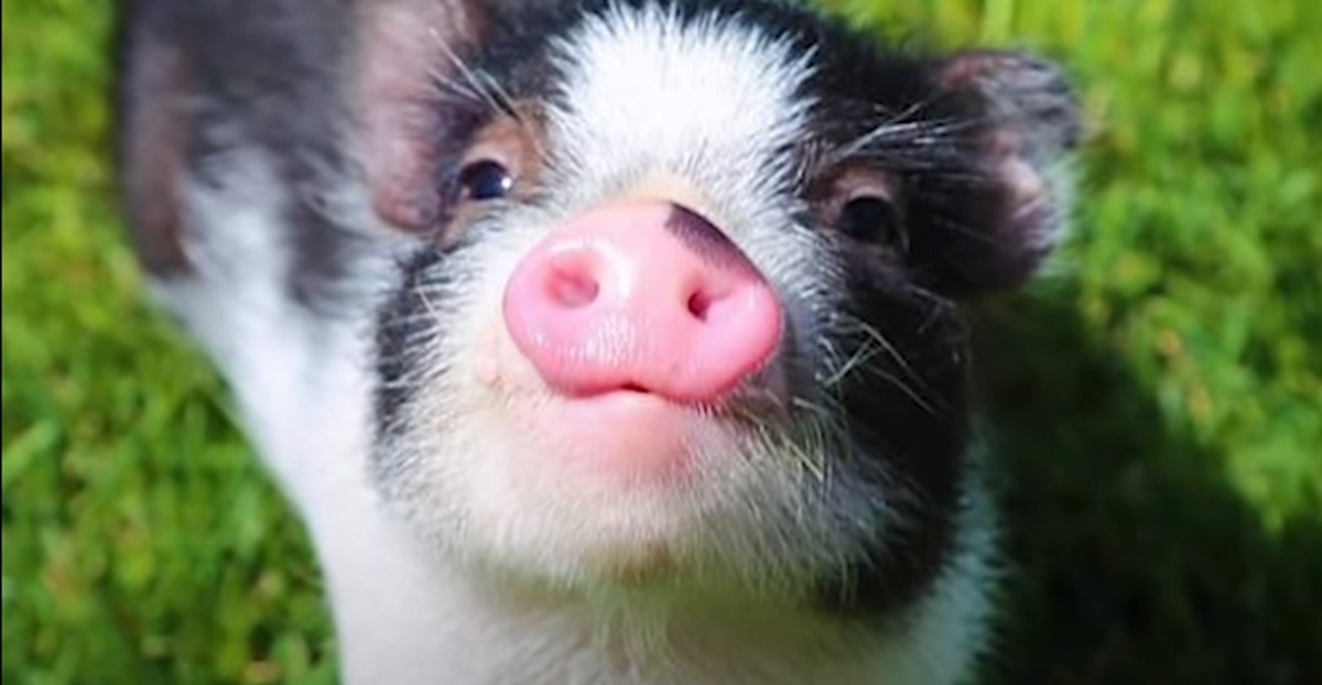 Kupila je "mini svinju" koja je izrasla u diva i odlučila ju je zadržati