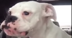 VIDEO Ovaj se pas jako ljuti što ga vlasnik vodi iz parka pa mu mora objasniti neke stvari