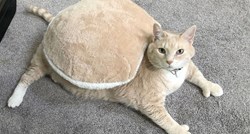 Upoznajte Bronsona, najdebljeg mačka na svijetu