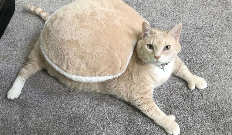 Upoznajte Bronsona, najdebljeg mačka na svijetu