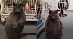 VIDEO Žena je učinila nešto nevjerojatno kako bi udomila ovog debelog mačka