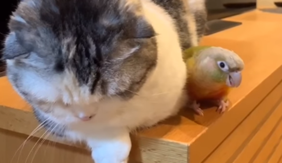 Mala papiga dosađivala pospanoj maci, ova joj uzvratila na urnebesan način