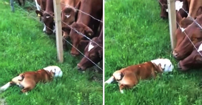 Buldog je skupio hrabrost i približio se kravama, njihova reakcija je predivna