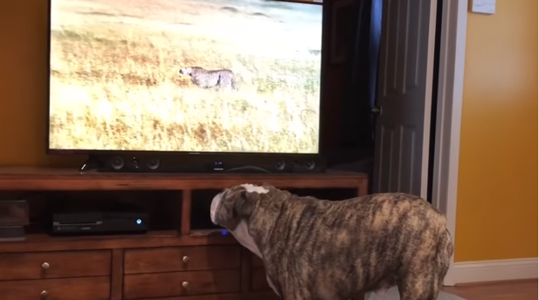 Buldog pratio divlje životinje na TV-u pa učinio nešto što je oduševilo vlasnike