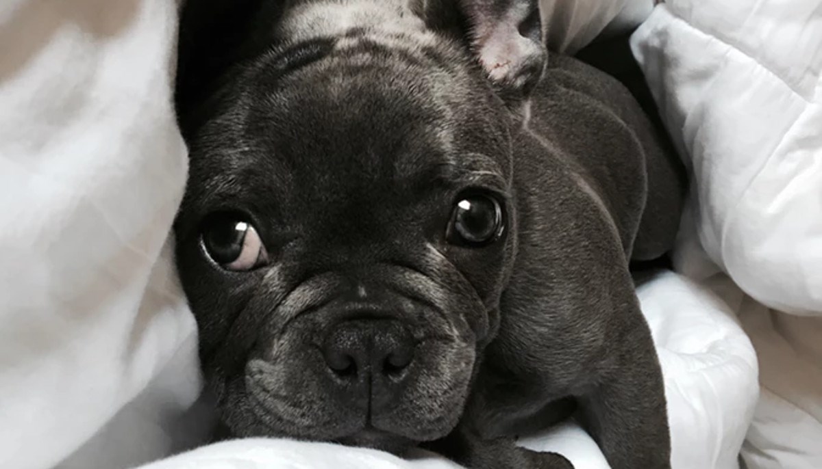 Postavio je kameru kako bi saznao na koji način njegov pas ulazi u kuhinju