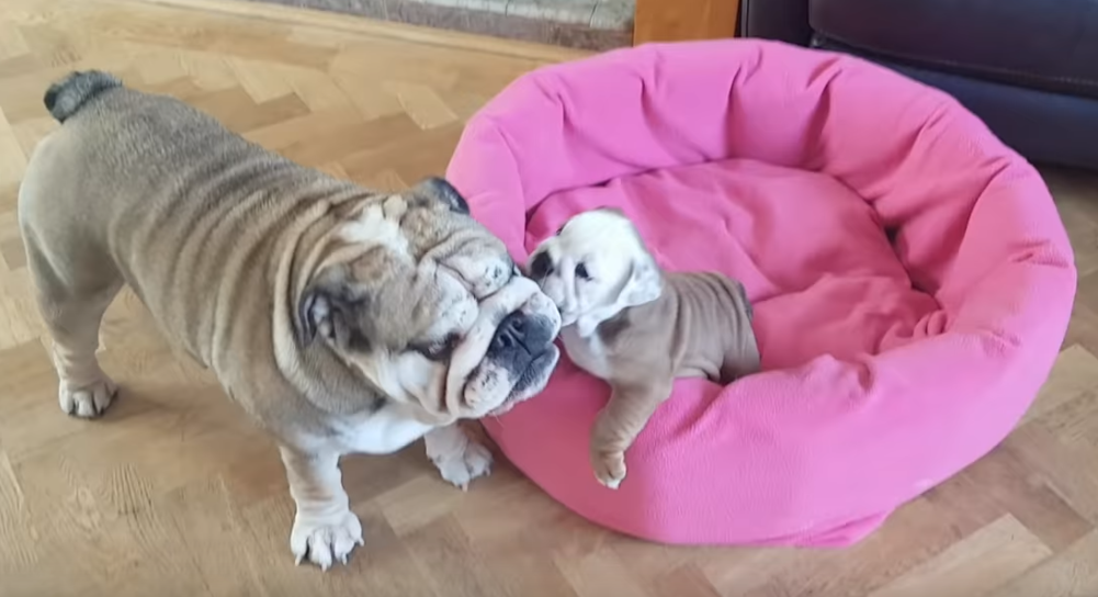 Neodoljivo štene izaziva mamu na igru, ona mu uzvraća na najslađi način