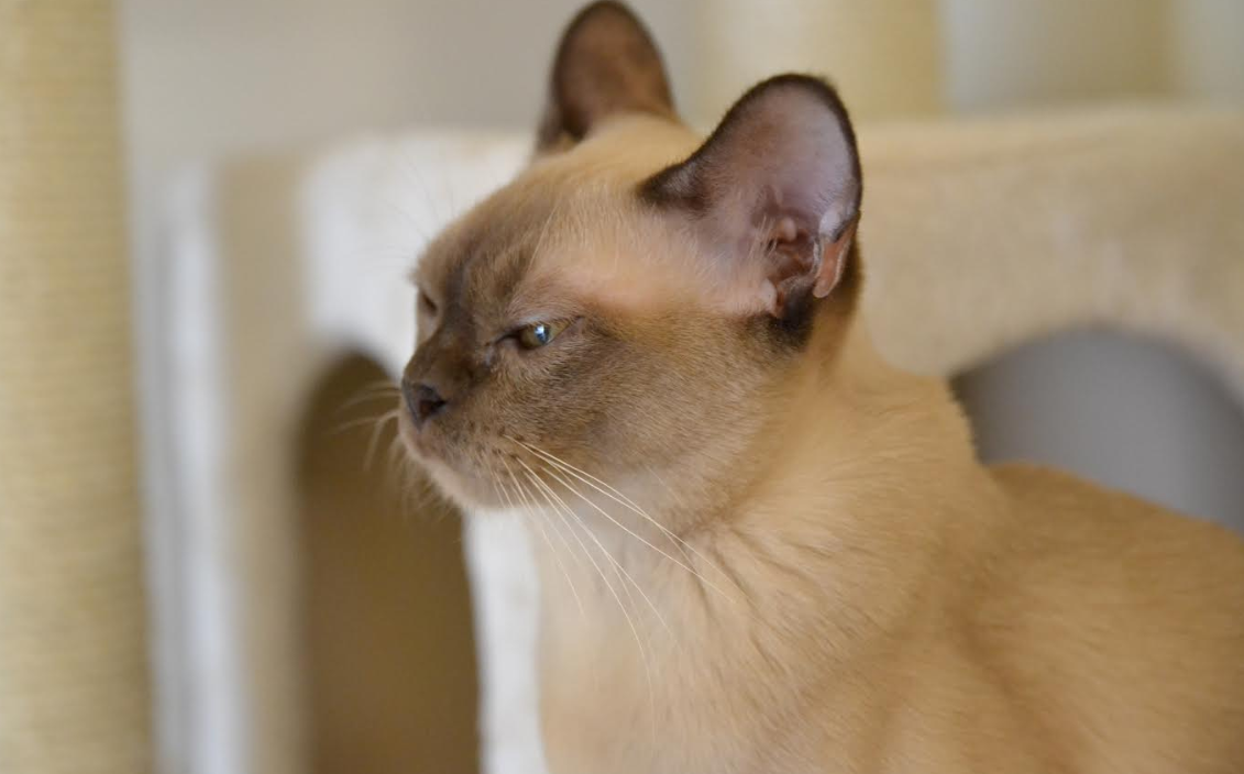 Predivna Burmanska mačka idućeg je vikenda po prvi puta u Zagrebu